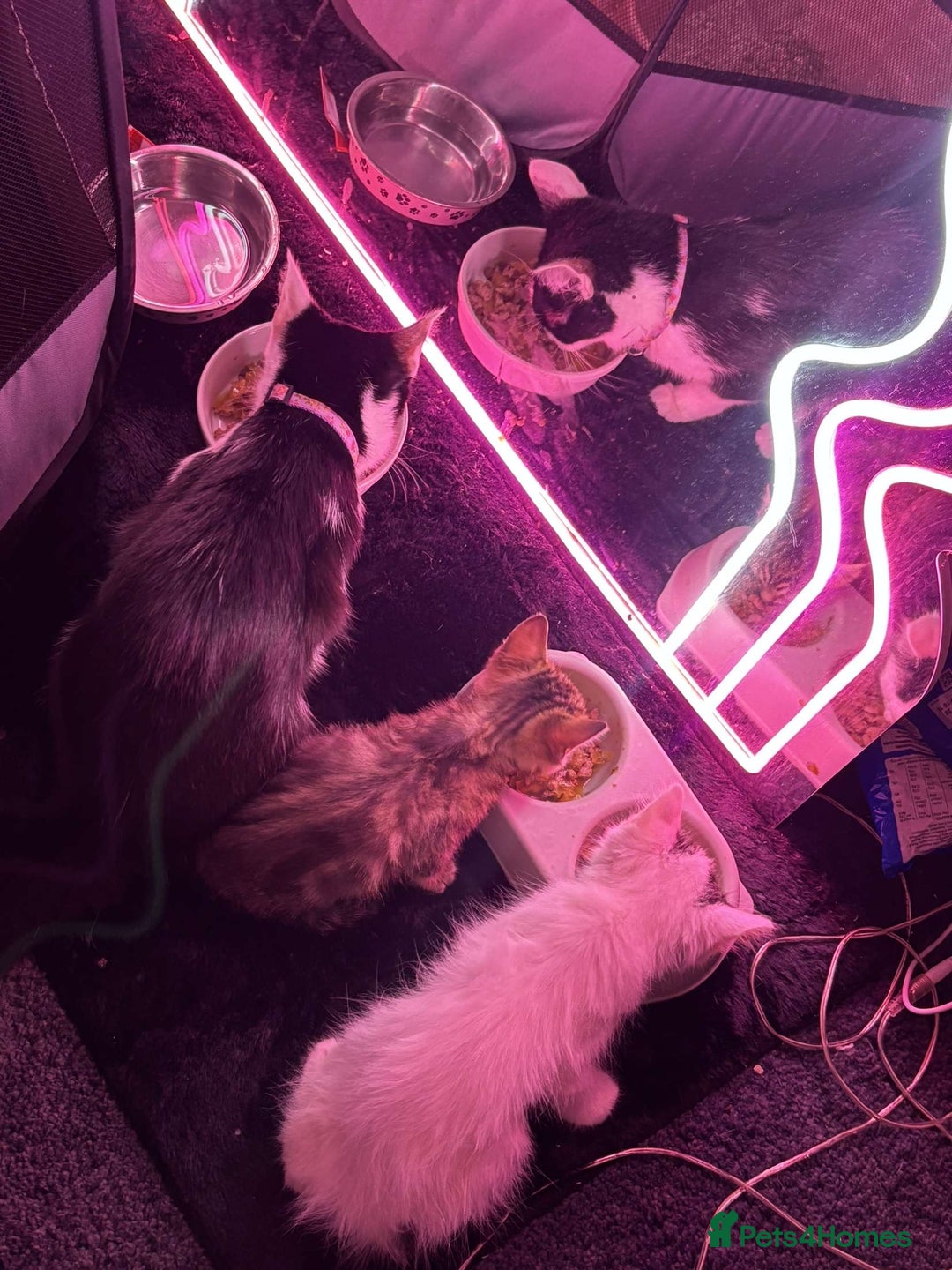 Domestic Shorthair cats for sale: 1 cat and 2 kittens  - Image 3