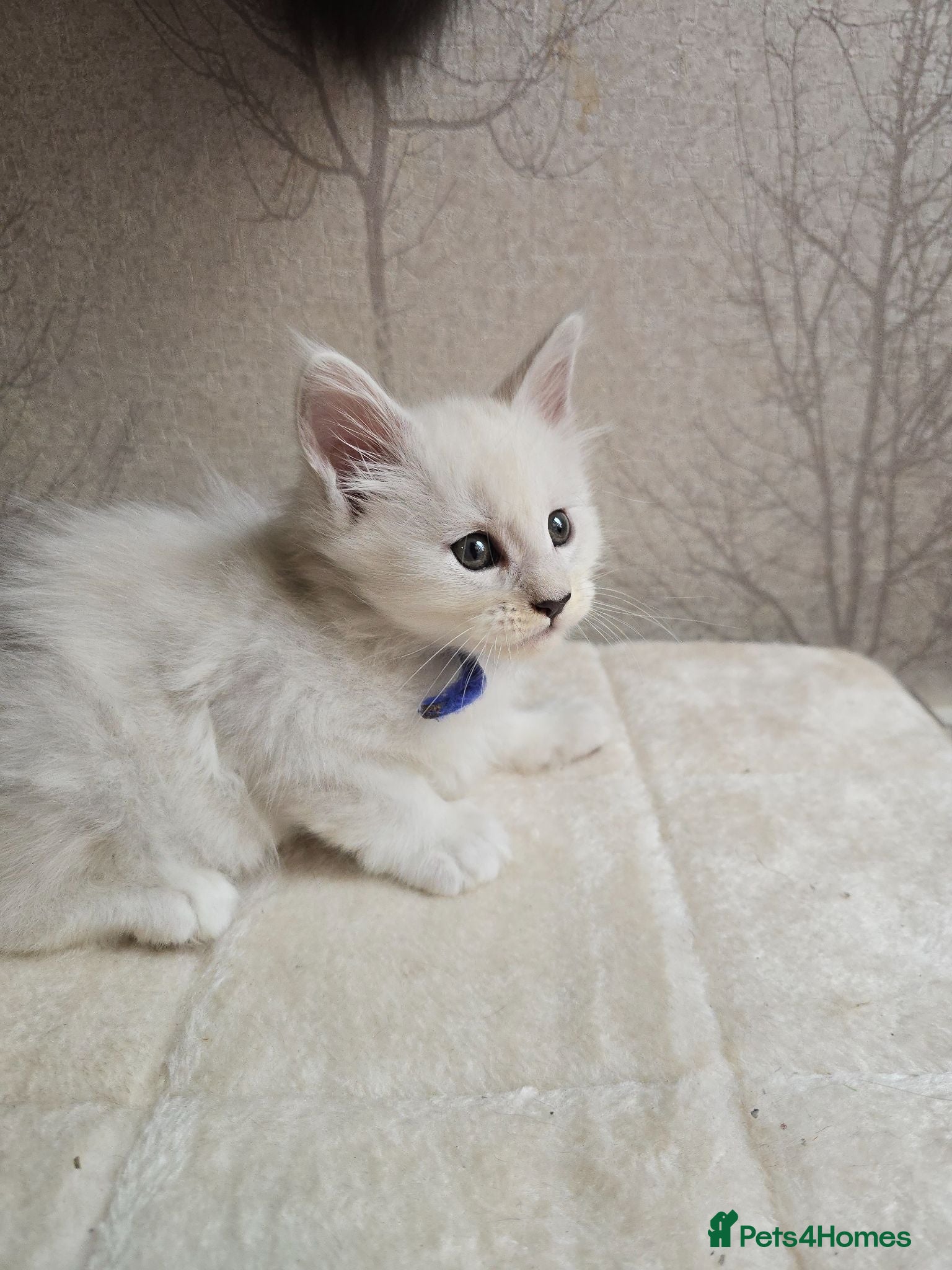 Maine Coon cats STUNNING RARE Maine Coons Shaded Shell Silver - Advert 2