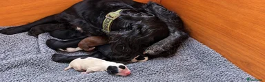 Sprocker 5