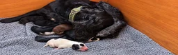 Sprocker dogs for sale: 6 beautiful sprocker puppies - Advert 13
