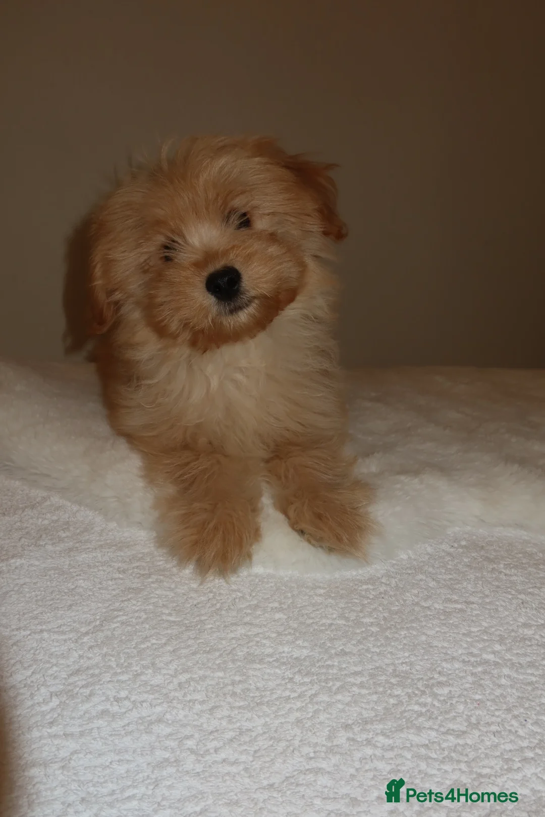 Pomapoo dogs for sale: Pompoo puppies  - Advert 2