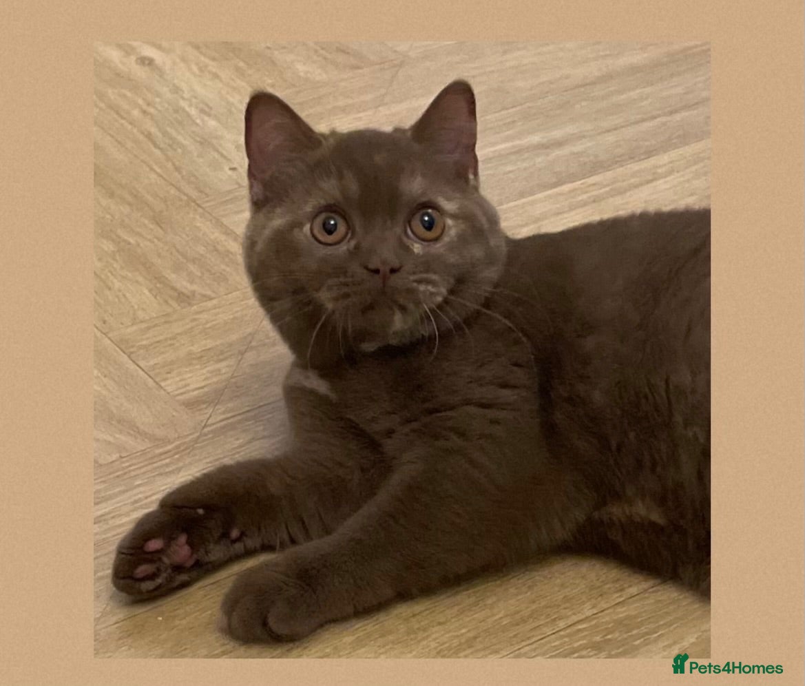 British Shorthair cats Champion GCCF British Shorthair Kittens - Advert 1