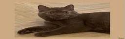 British Shorthair cats for sale: Champion GCCF British Shorthair Kittens - Advert 1