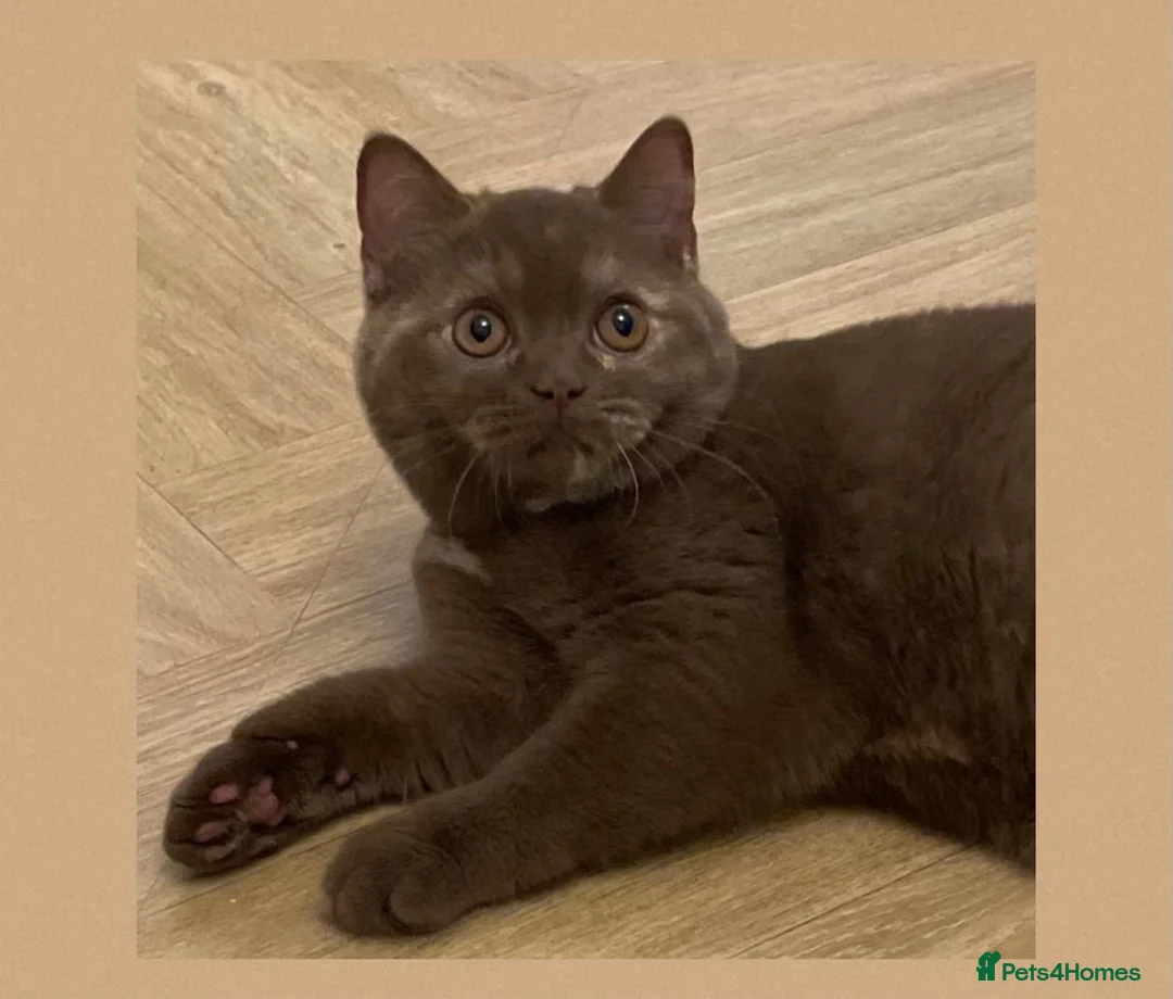 British Shorthair cats for sale: Champion GCCF British Shorthair Kittens - Advert 1