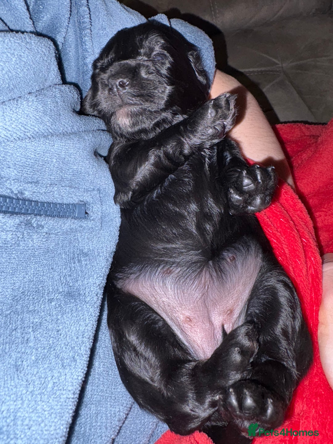 Mixed Breed dogs for sale: Beautiful Cavapoo puppies  - Advert 40