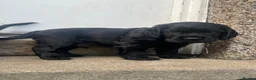Cocker Spaniel dogs for sale: Beautiful working cocker spaniel pups  - Advert 9