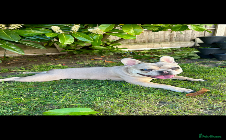 French Bulldog dogs French Bulldog Mimi - Advert 1