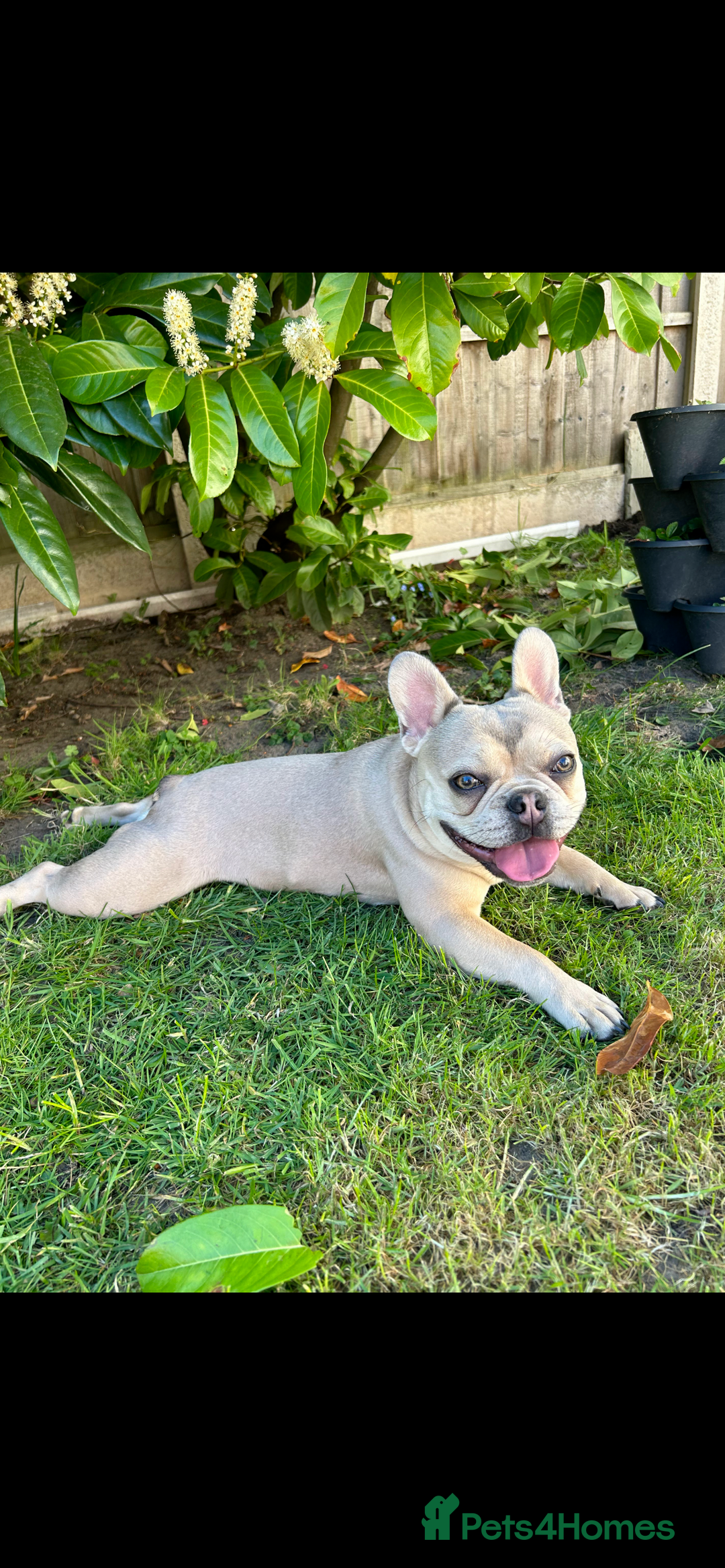 French Bulldog dogs for sale: French Bulldog Mimi - Advert 2