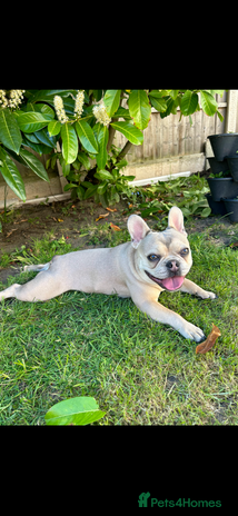 French Bulldog dogs French Bulldog Mimi - Advert 1