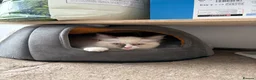 Ragdoll cats for sale: ⭐️⭐️⭐️ pure ragdolls kitten ⭐️⭐️⭐️ in Oswestry - Advert 4