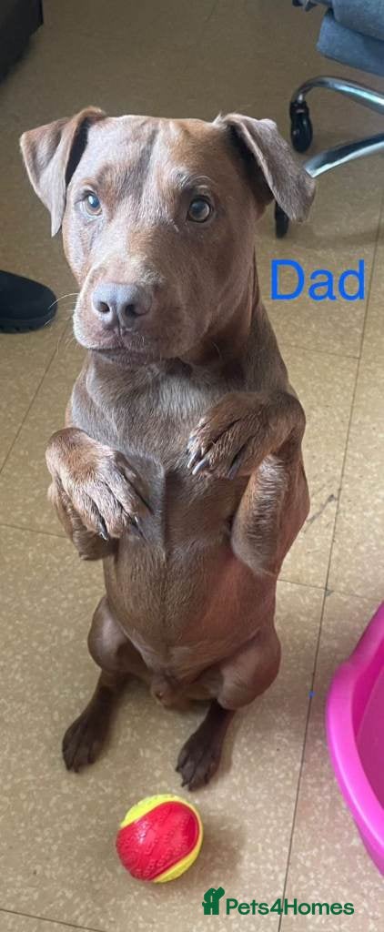 Patterdale Terrier dogs for sale: Strong, healthy, chunky Patterdale Puppies in Sunderland - Advert 11