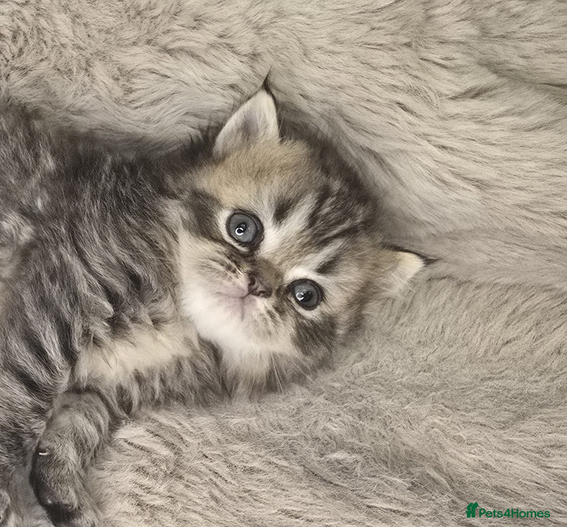 Exotic cats Beautiful adorable exotic babies - Advert 3