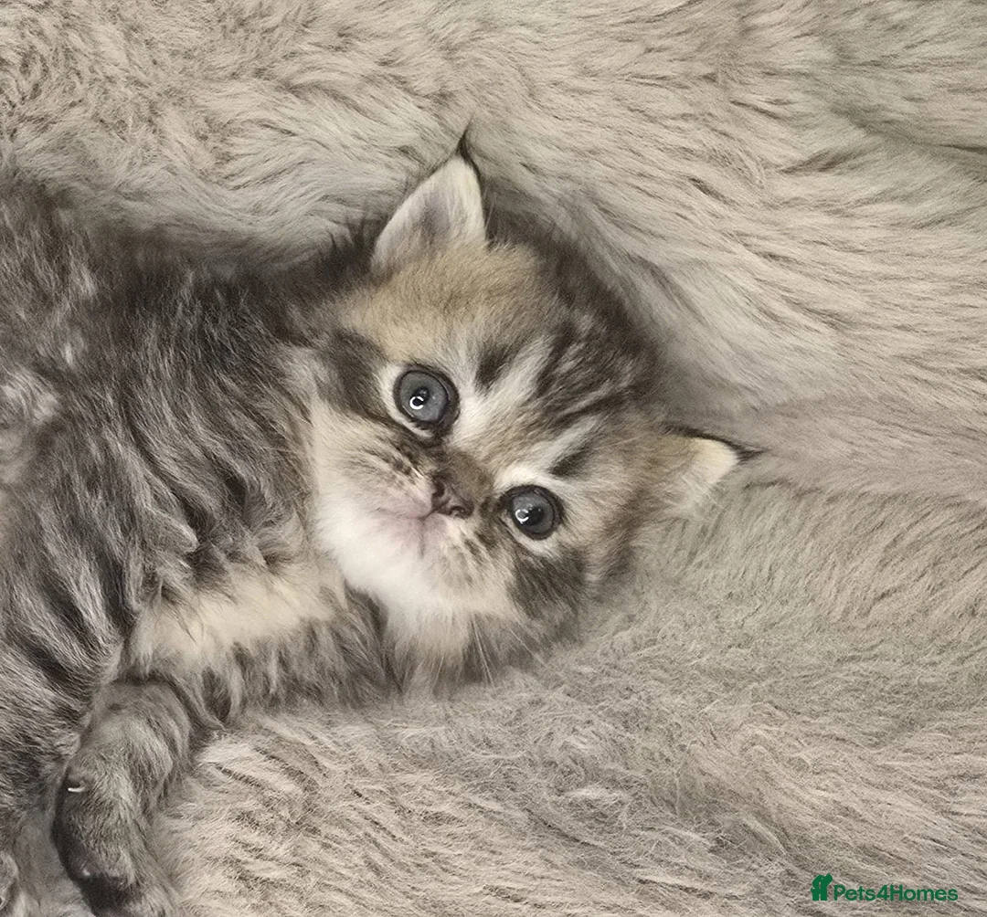 Exotic cats for sale: Beautiful adorable exotic babies - Advert 2