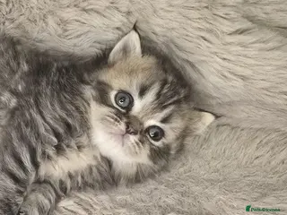 Exotic cats Beautiful adorable exotic babies - Advert 3