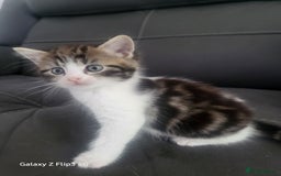 Domestic Shorthair cats for sale: Mixed litter domestic shorthair - Image 3