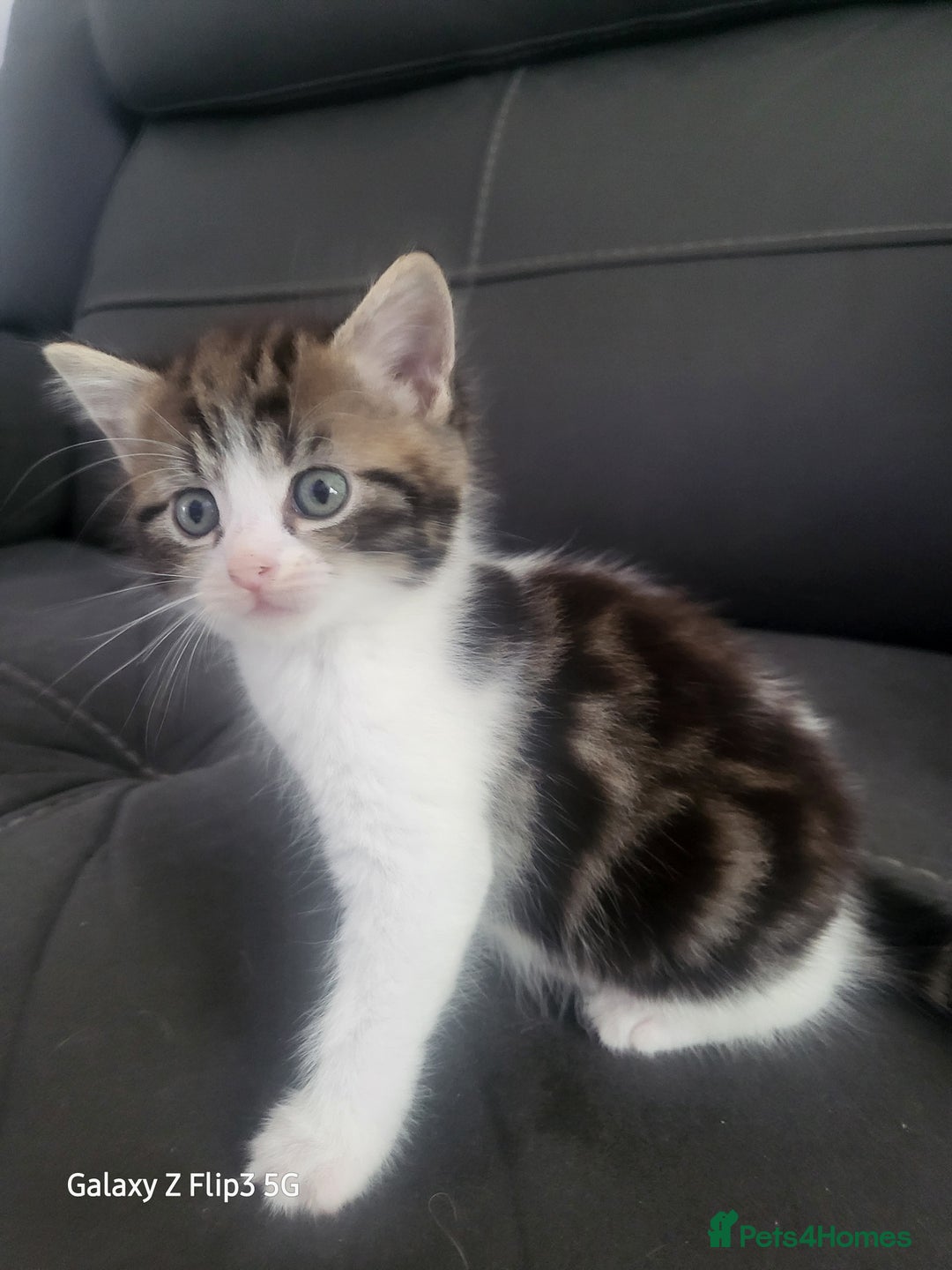 Domestic Shorthair cats for sale: Mixed litter domestic shorthair - Image 3