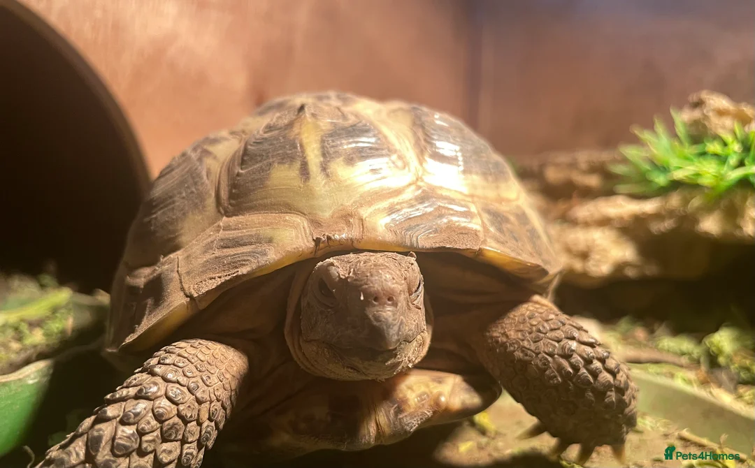 Tortoise reptiles for sale: Horsefield Tortoise  - Advert 2
