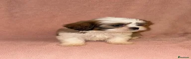Shih Tzu Puppy 2