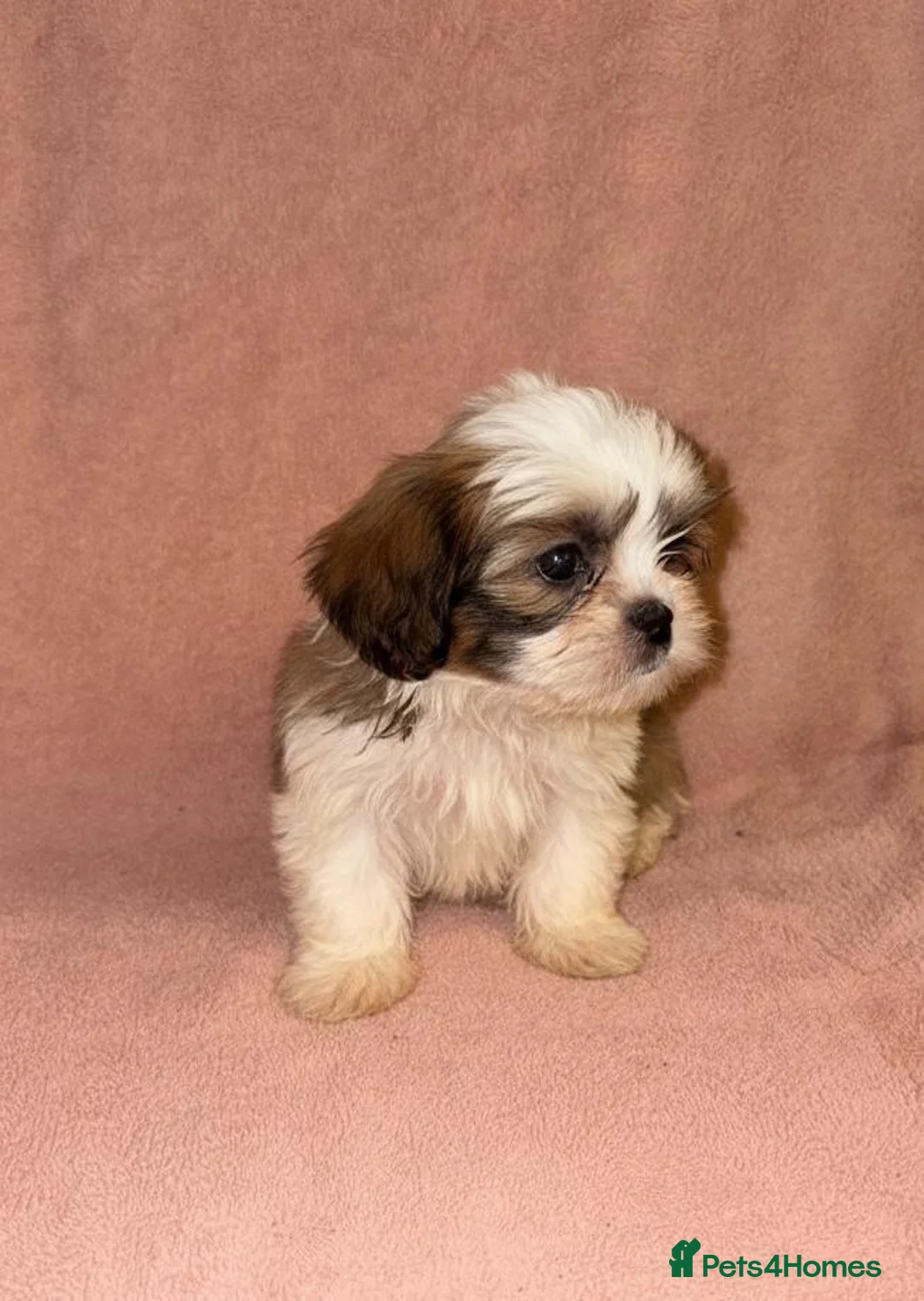 Shih Tzu dogs for sale: Shih Tzu Puppies  - Advert 4