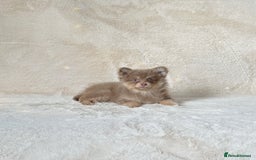 Pomsky dogs for sale: Rare lilac/tan tiny toysize Pomsky puppies - Image 4