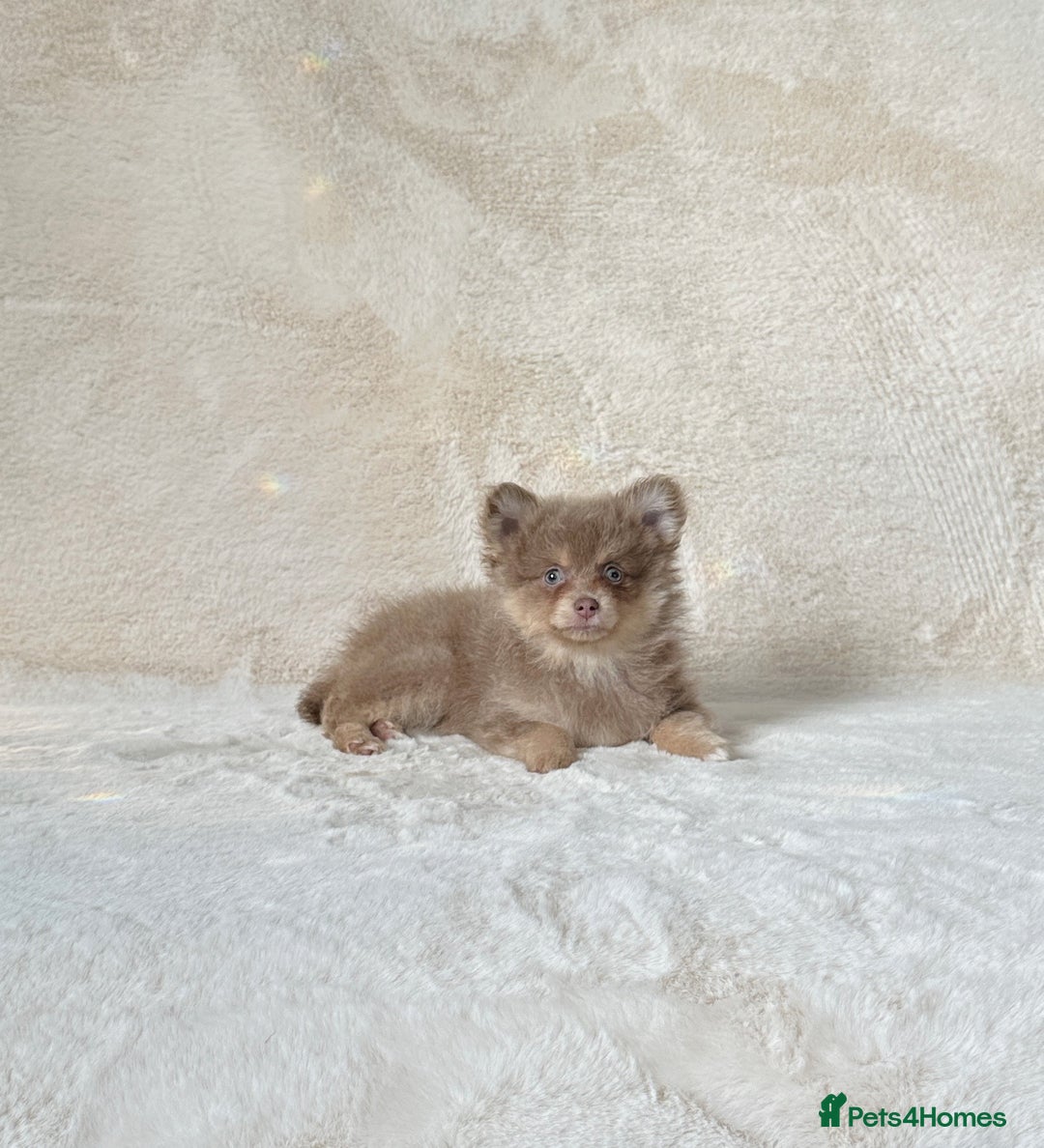 Pomsky dogs for sale: Rare lilac/tan tiny toysize Pomsky puppies - Image 4