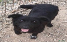 Mixed Breed dogs for adoption: Meet Sprinkle, residing in Hertfordshire  - Image 1