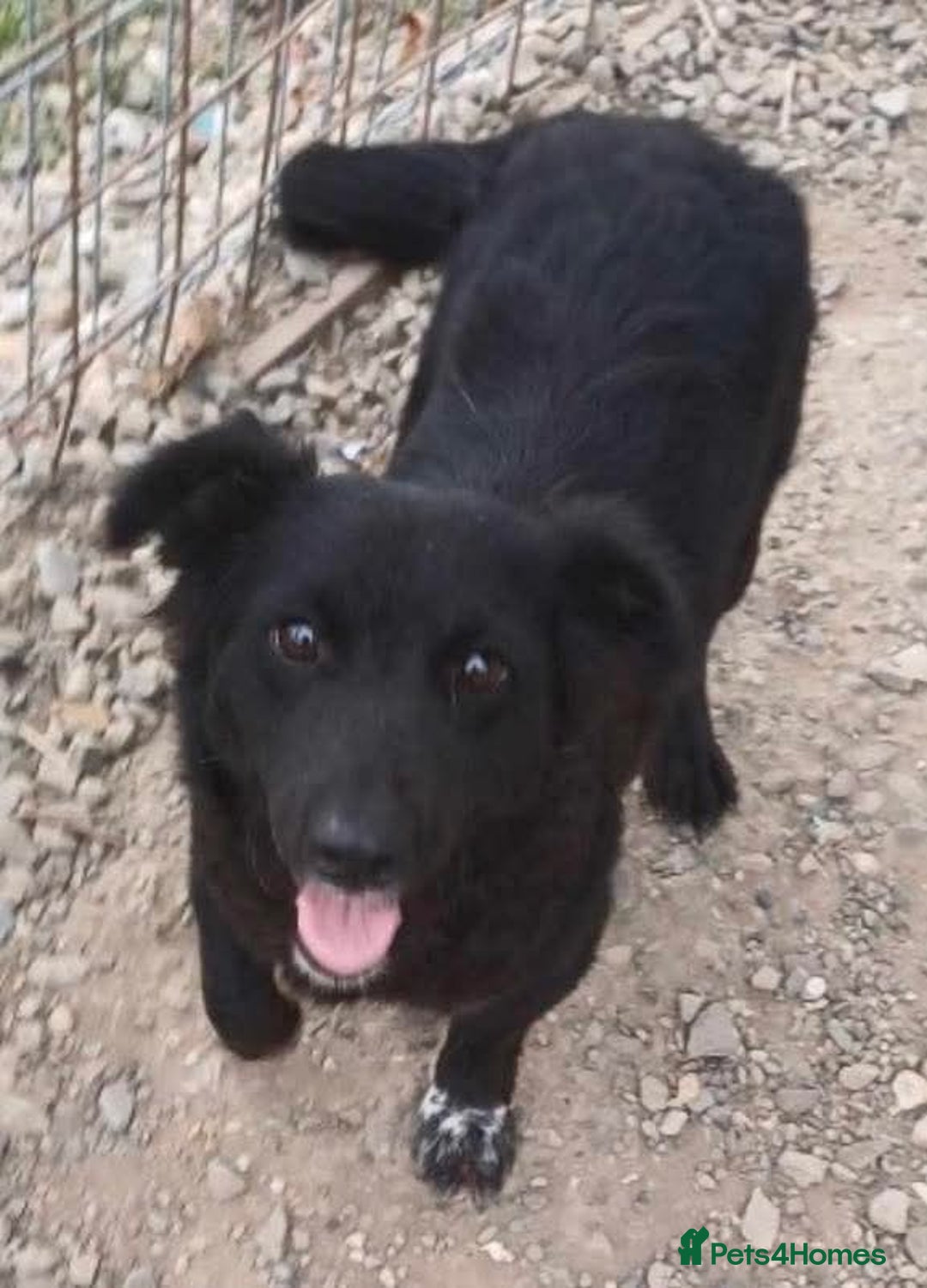 Mixed Breed dogs for adoption: Meet Sprinkle, residing in Hertfordshire  - Image 1