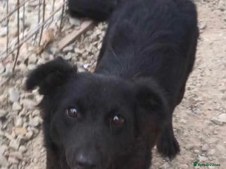 Mixed Breed dogs - Advert 2