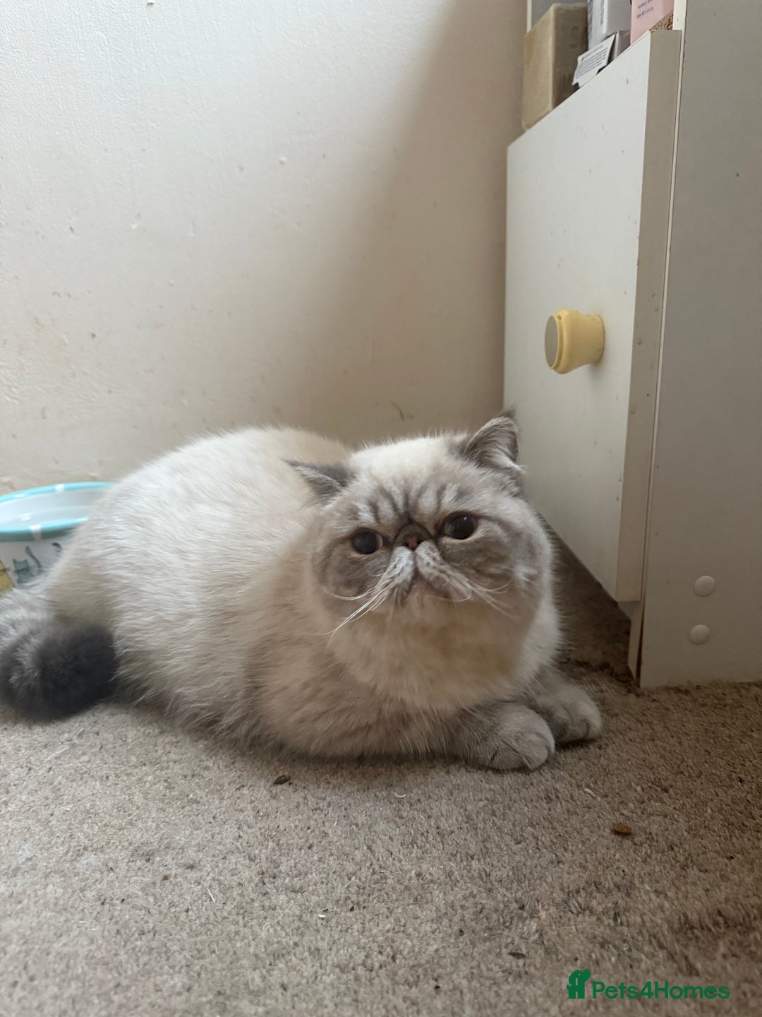 Exotic cats for sale: Himalayan cat - Image 1