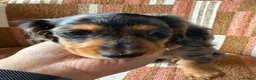 Miniature Dachshund dogs for sale: KC registered Miniature Dachshund Puppies - Advert 14