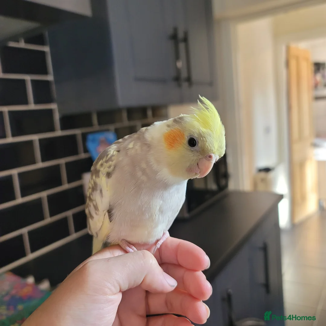 Cockatiels birds for sale: Fluffy for a new home - Advert 1