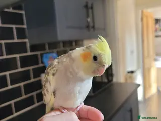 Cockatiels birds Fluffy for a new home - Advert 7