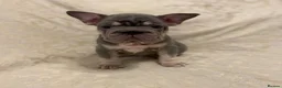 French Bulldog dogs for sale: Quality French Bulldog Lilac & Tan Puppies - Advert 22