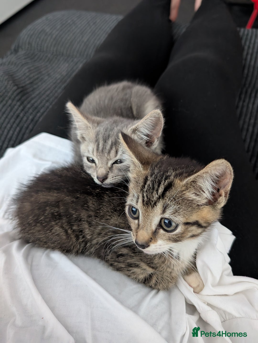 British Shorthair cats for sale: 2 baby sisters  - Image 6