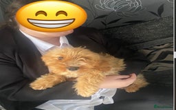 Cockapoo dogs for sale: Coockpoo - Image 8