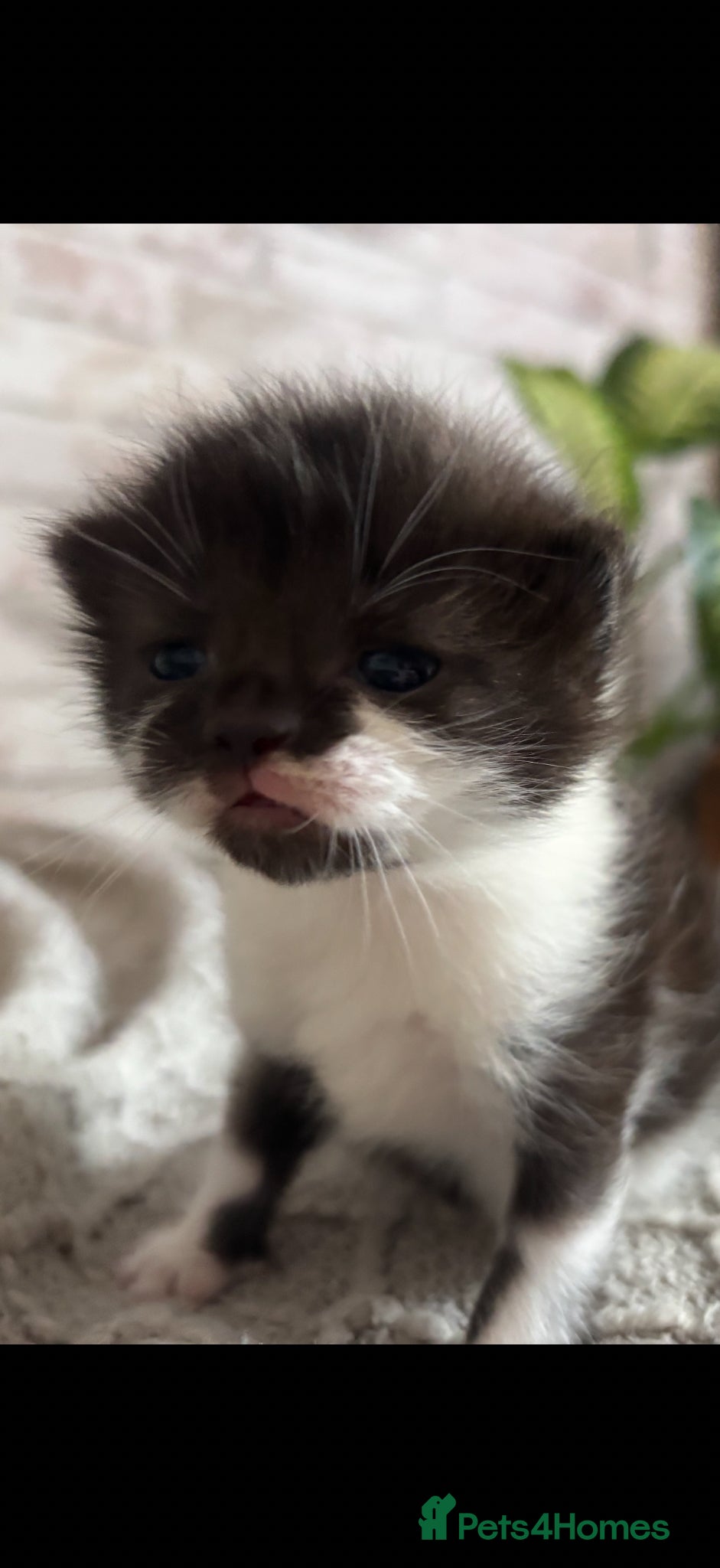 Mixed Breed cats Ragdoll X kittens for sale 1 girl and 1 boy left - Advert 9