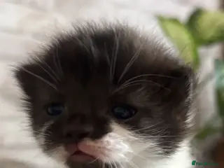 Mixed Breed cats Ragdoll X kittens for sale 1 girl and 1 boy left - Advert 9