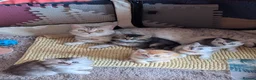 Scottish Fold cats for sale: ⭐ Ready Now Scottish straight kittens  ⭐ - Advert 16