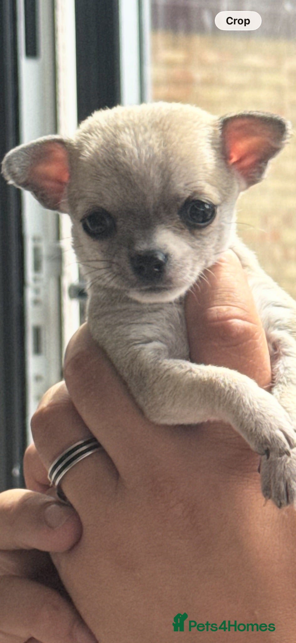 Chihuahua dogs Chihuahua Girl Ready NOW - Advert 2