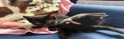 Mixed Breed cats for sale: 5 gorgeous little panthers  - Advert 9