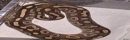 Python Snake reptiles for sale: Majova morph ball python female  - Advert 1