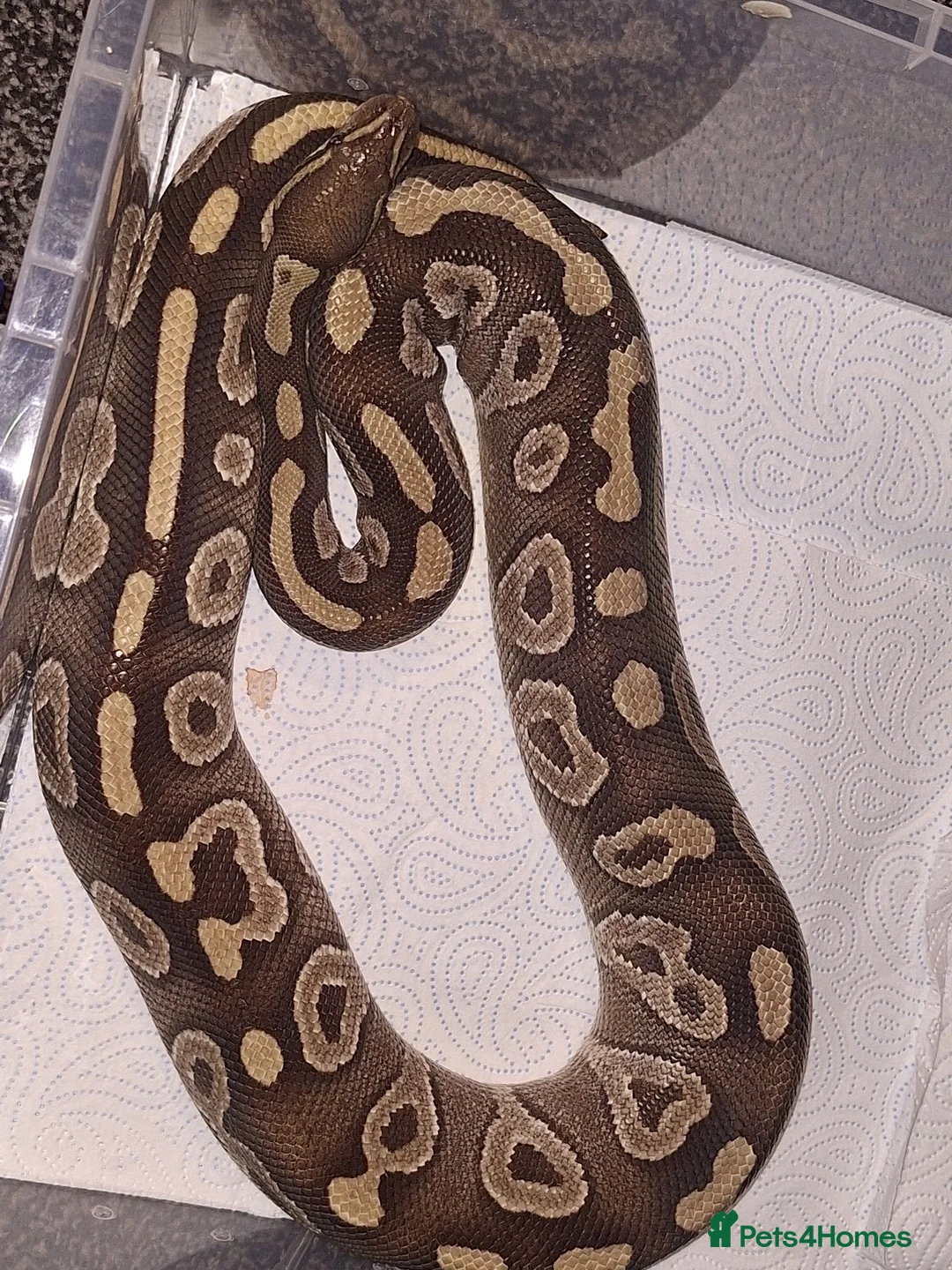 Python Snake reptiles for sale: Majova morph ball python female  - Advert 1