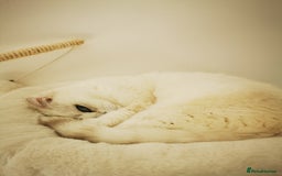 Scottish Fold cats for sale: White Scottish Fold Female looking for loving home - Image 15