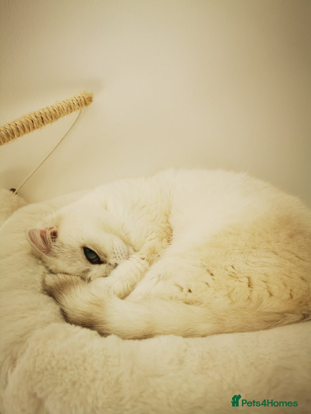 Scottish Fold cats for sale: White Scottish Fold Female looking for loving home - Image 15
