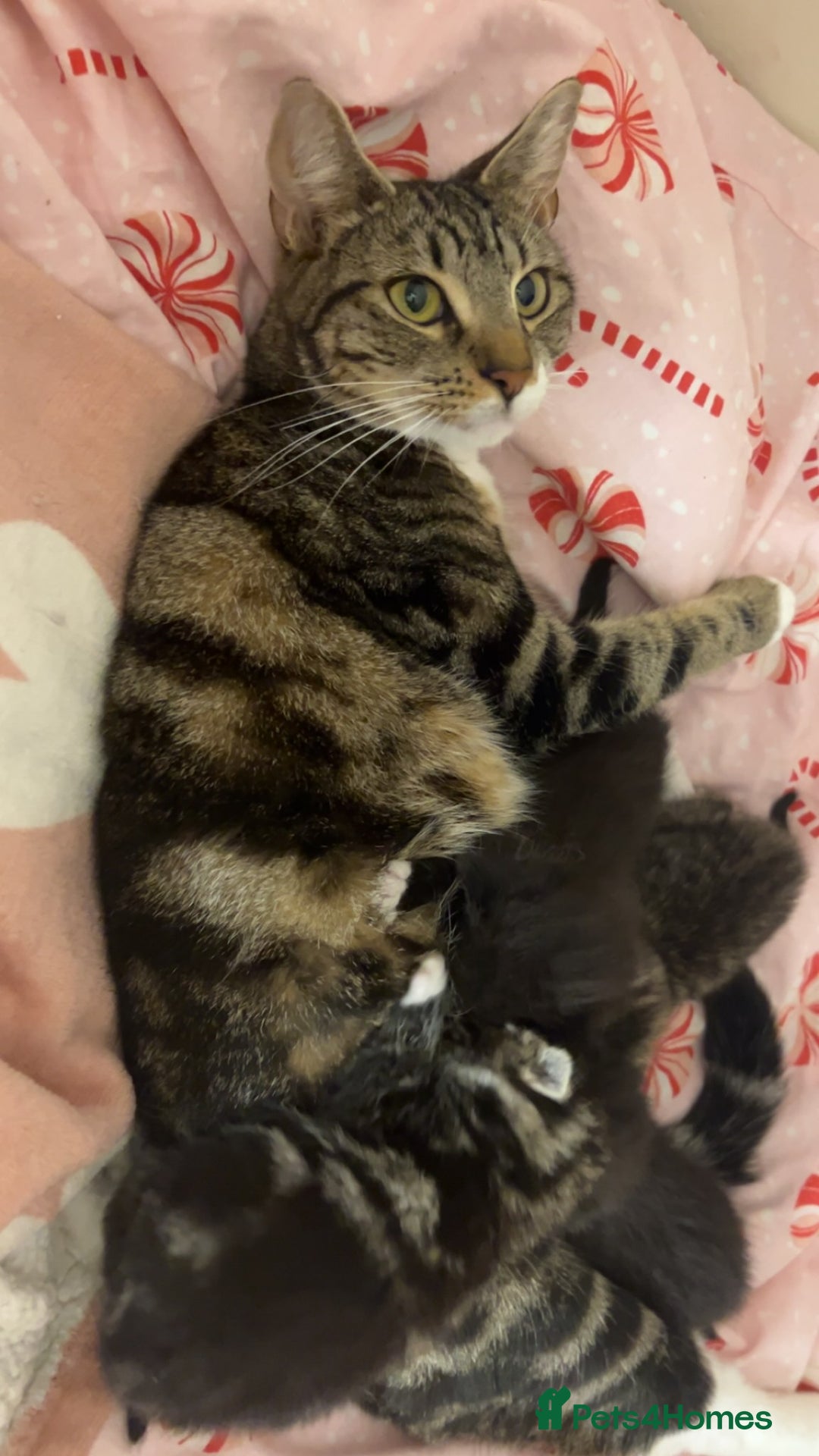 Bengal cats for sale: Bengal mixed fur babies - Advert 8