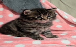 Mixed Breed cats for sale: Last one left! Mixed Breed Mini Maine Coon Dupes - Image 11