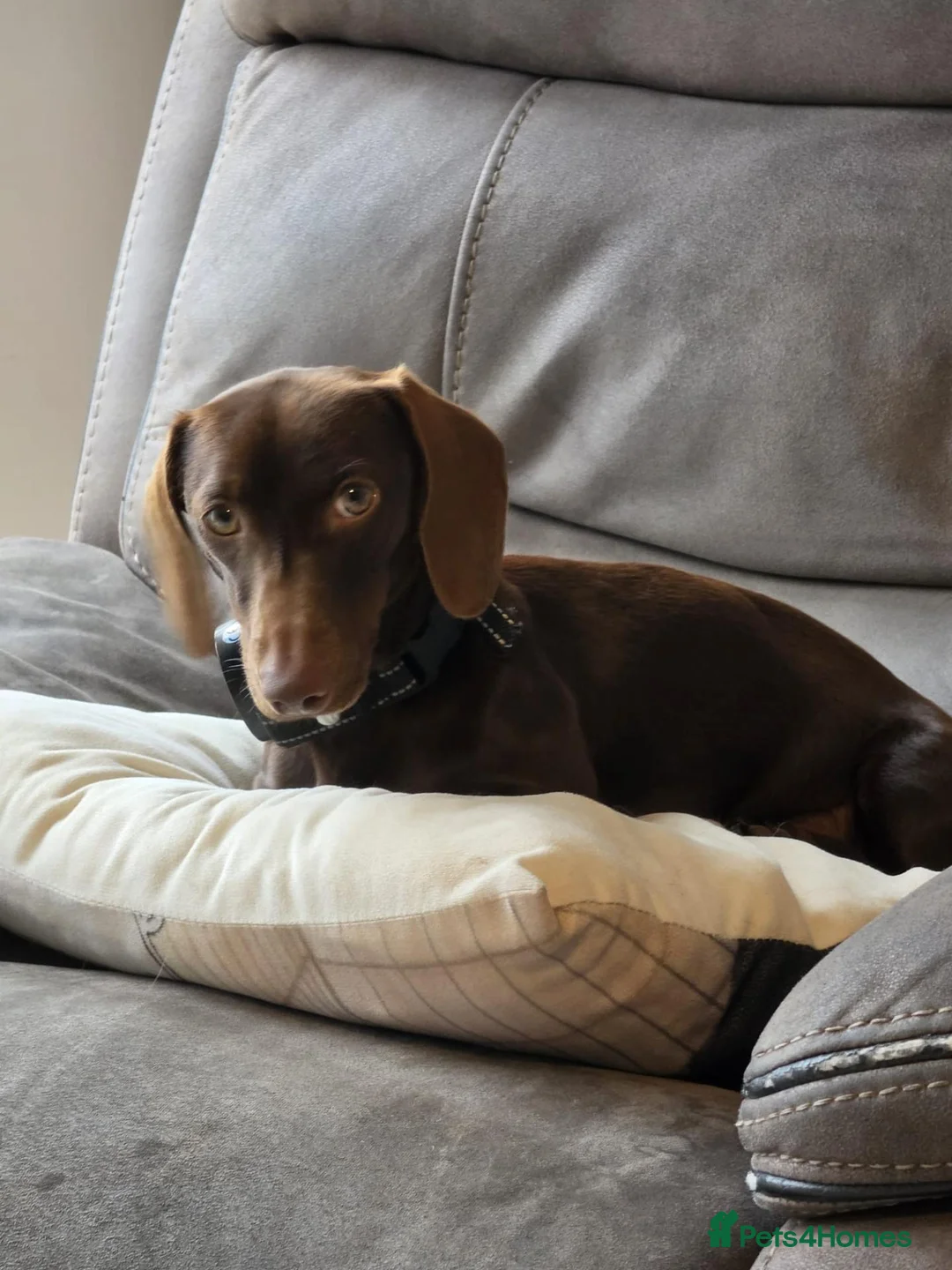 Dachshund dogs for sale: Rehome our Dachshund in Brighton - Advert 6