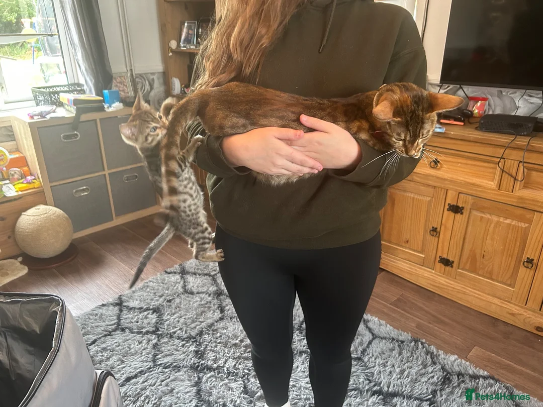 Savannah cats for sale: Beautiful Male Savannah f5 in Alresford - Advert 2