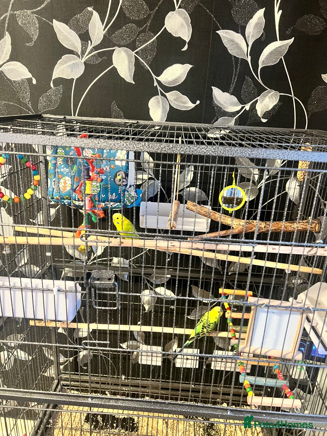 Budgerigars birds for sale: Budgies with cage  - Image 4