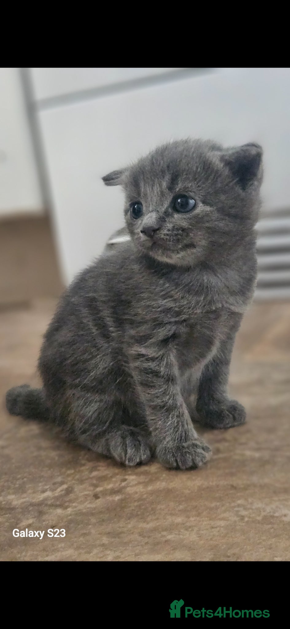 Mixed Breed cats Grey /silver kitten  - Advert 1